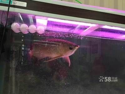 龍魚需要24小時開燈嗎vs祥龍魚場：龍魚夜間照明對健康影響如何科學安排龍魚光照不足的后果