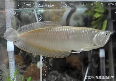 龍魚需要24小時開燈嗎vs祥龍魚場：龍魚夜間照明對健康影響如何科學安排龍魚光照不足的后果