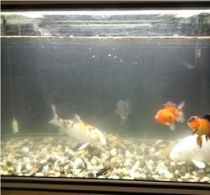 魚缸幾天換水正常，如何判斷魚缸水質好壞