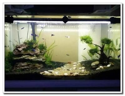 魚缸幾天換水正常，如何判斷魚缸水質好壞