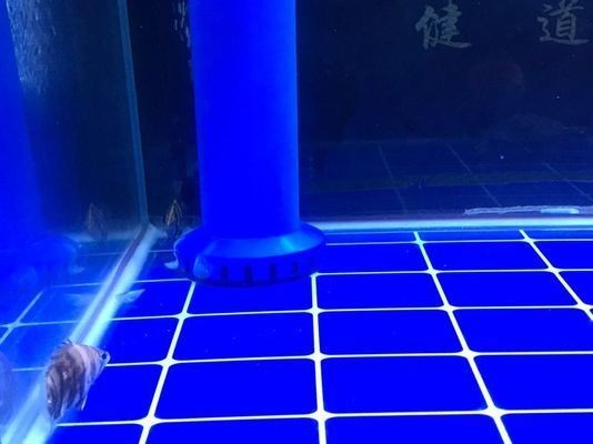 龍魚亂撞翻肚vs祥龍魚場：龍魚亂撞翻肚怎么辦