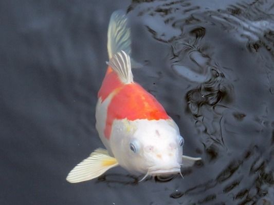 龍魚亂撞翻肚vs祥龍魚場：龍魚亂撞翻肚怎么辦