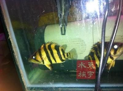 印尼虎魚苗：印尼虎魚苗養殖需要注意的一定要把食物切成小虎魚苗