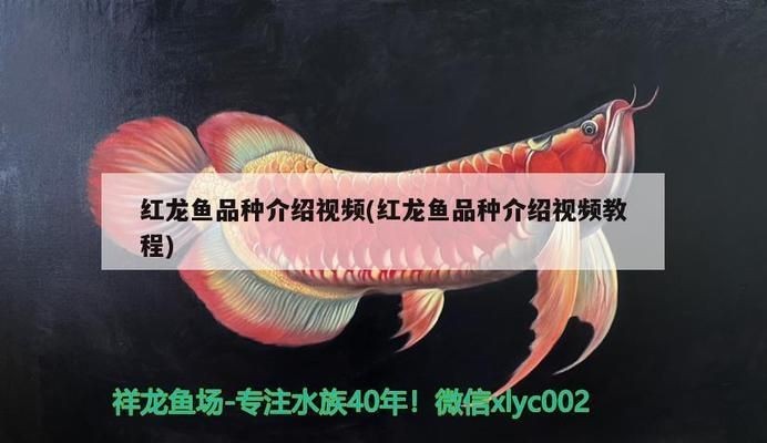 龍魚拒食會餓死嗎vs祥龍魚場：龍魚拒食是否會餓死