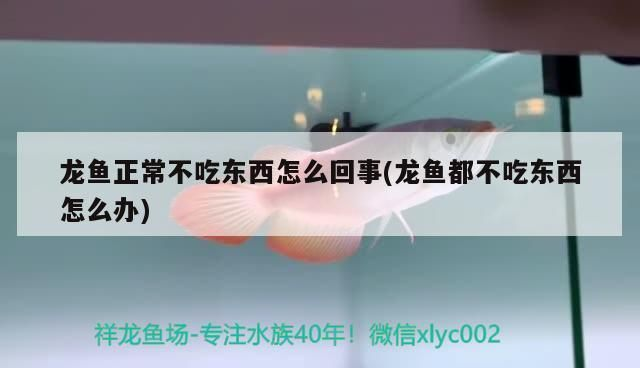 龍魚拒食會餓死嗎vs祥龍魚場：龍魚拒食是否會餓死