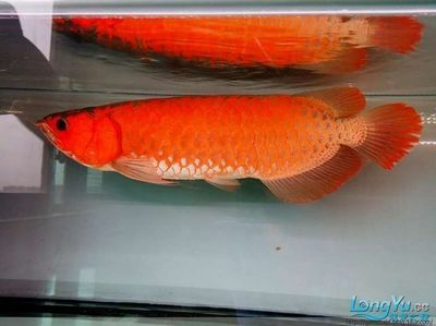 紅龍魚小魚如何挑選好的魚：如何挑選一條好的紅龍魚小魚