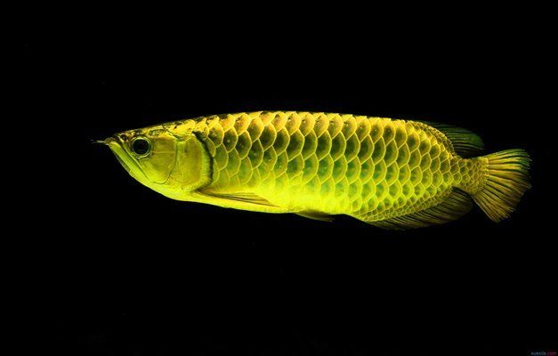 龍魚怎么養最好vs祥龍魚場:“祥龍魚場”養殖的最佳方法并對比“祥龍魚場”的養殖經驗 vs祥龍魚場 第4張 龍魚怎么養最好vs祥龍魚場:“祥龍魚場”養殖的最佳方法并對比“祥龍魚場”的養殖經驗 龍魚怎么養最好vs祥龍魚場:“祥龍魚場”養殖的最佳方法并對比“祥龍魚場”的養殖經驗 vs祥龍魚場 第4張