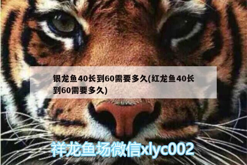 銀龍魚40長(zhǎng)到60需要多久(紅龍魚40長(zhǎng)到60需要多久)