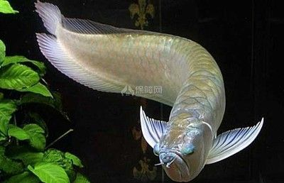 觀賞銀龍魚可以吃嗎