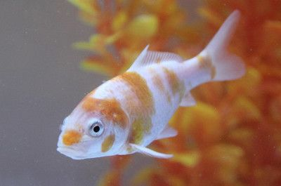 打氣筒能給魚缸打氣增氧嗎：打氣筒可以在一定程度上幫助魚缸增氧嗎？