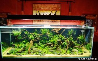 背過濾魚缸制作技術培訓：背過濾魚缸的制作技術培訓