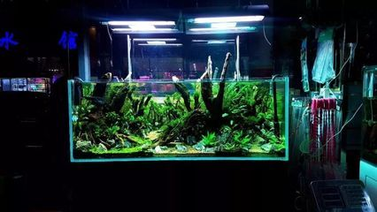 背過濾魚缸制作技術培訓：背過濾魚缸的制作技術培訓