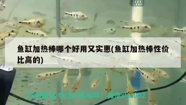 魚缸加熱棒哪個好用又實惠(魚缸加熱棒性價比高的) 魚缸加熱棒哪個好用又實惠(魚缸加熱棒性價比高的) 魟魚百科
