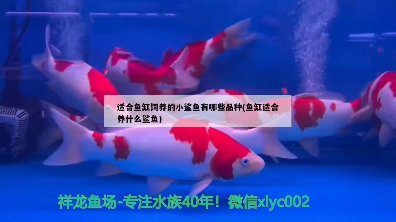 適合魚缸飼養的小鯊魚有哪些品種(魚缸適合養什么鯊魚)