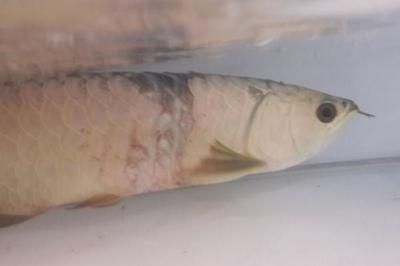 紅龍魚病了怎么治：紅龍魚病了怎么治，紅龍魚水霉病預防措施