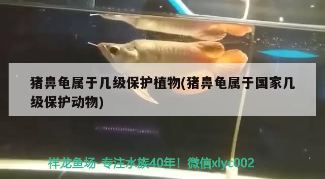 豬鼻龜屬于幾級保護植物(豬鼻龜屬于國家幾級保護動物)