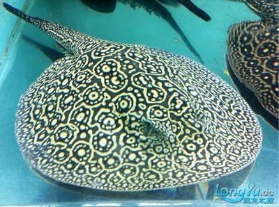 黑帝王魟魚(yú)收藏市場(chǎng)趨勢(shì)預(yù)測(cè)：黑帝王魟魚(yú)市場(chǎng)價(jià)格波動(dòng)原因