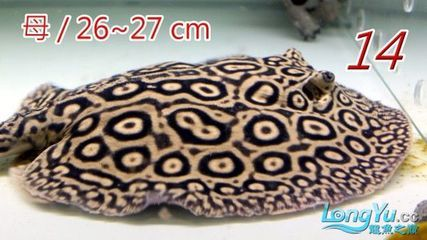 黑帝王魟魚(yú)收藏市場(chǎng)趨勢(shì)預(yù)測(cè)：黑帝王魟魚(yú)市場(chǎng)價(jià)格波動(dòng)原因
