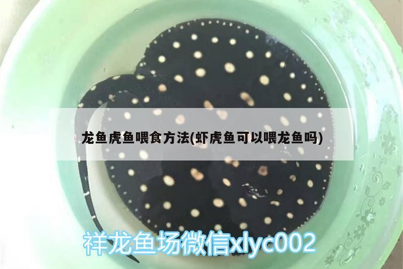 龍魚虎魚喂食方法(蝦虎魚可以喂龍魚嗎) 龍魚虎魚喂食方法(蝦虎魚可以喂龍魚嗎) 虎魚百科
