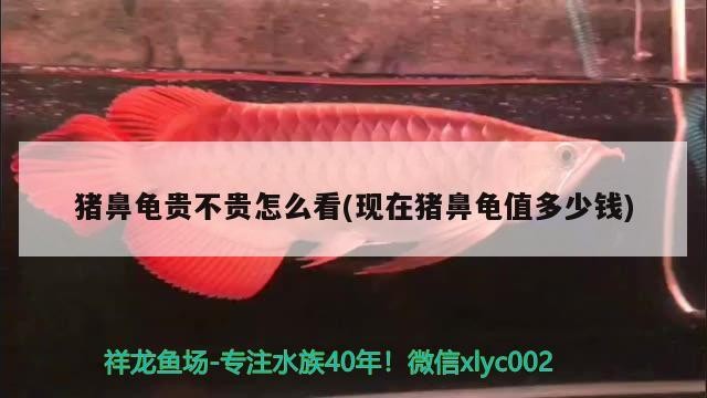 豬鼻龜貴不貴怎么看(現在豬鼻龜值多少錢)