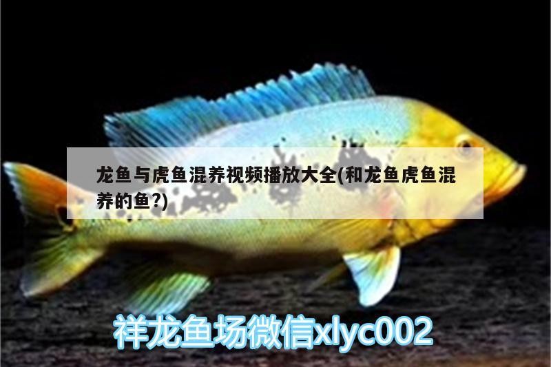 龍魚與虎魚混養視頻播放大全(和龍魚虎魚混養的魚?)