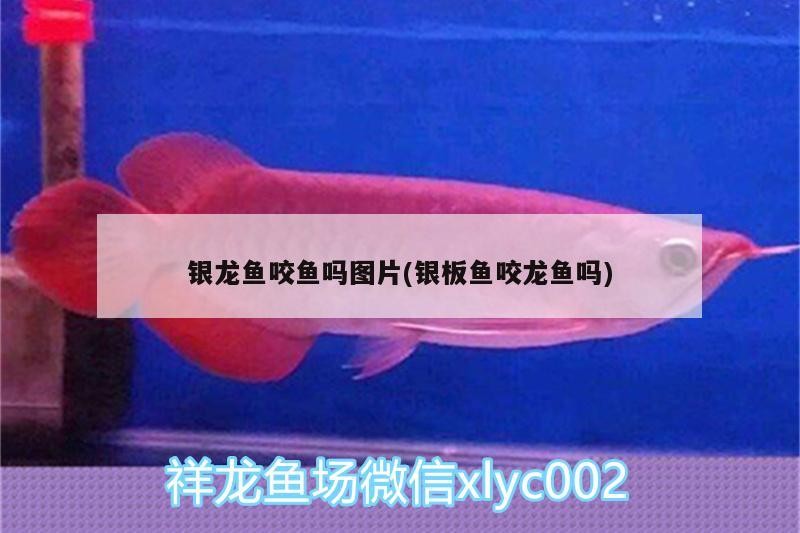 銀龍魚咬魚嗎圖片(銀板魚咬龍魚嗎)