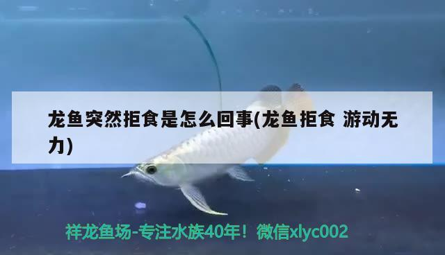 銀龍魚咬魚嗎圖片(銀板魚咬龍魚嗎)