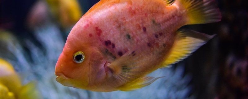 金龍魚需要增氧嗎vs祥龍魚場：祥龍魚場增氧設備對比