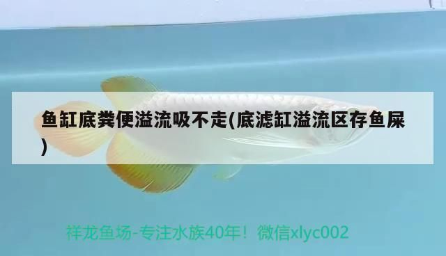 龍魚撞傷萬隆天王大紅片可以嗎vs祥龍魚場：“龍魚撞傷萬隆天王大紅片可以嗎vs祥龍魚場”的直接答案