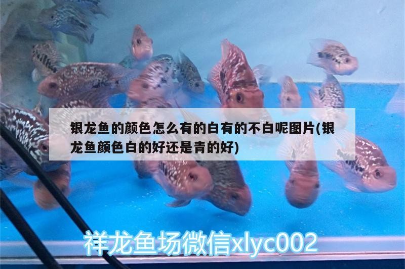銀龍魚的顏色怎么有的白有的不白呢圖片(銀龍魚顏色白的好還是青的好)