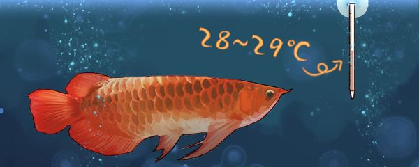 紅龍魚用什么水養(yǎng)最好看：紅龍魚水質(zhì)監(jiān)控技巧,紅龍魚適宜飼料種類，紅龍魚光照需求解析