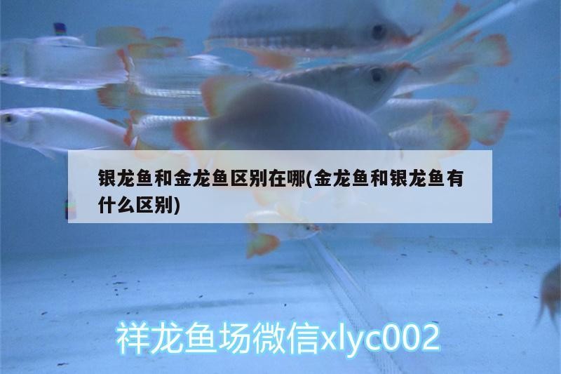 銀龍魚和金龍魚區(qū)別在哪(金龍魚和銀龍魚有什么區(qū)別)