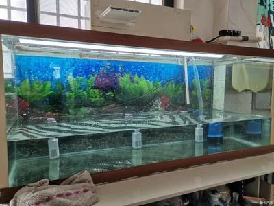 大洋魚缸算品牌嗎：“大洋魚缸”不是一個品牌