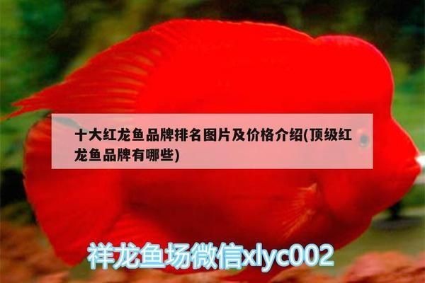 紅龍魚的四大品牌是什么意思啊：如何辨別紅龍魚的品牌真偽，紅龍魚品牌背后的故事