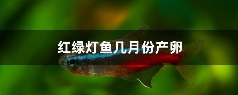 紅綠燈魚幾月份產卵 紅綠燈魚幾月份產卵 金龍魚百科