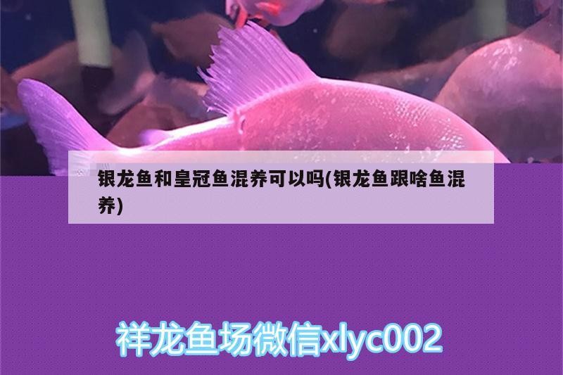 銀龍魚和皇冠魚混養(yǎng)可以嗎(銀龍魚跟啥魚混養(yǎng))