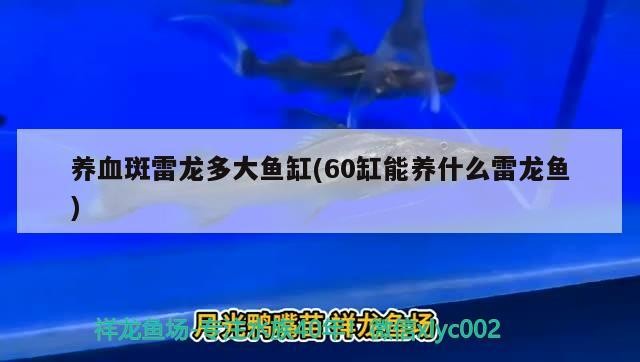 小過背金龍魚多少錢一條（金龍魚價錢一條）