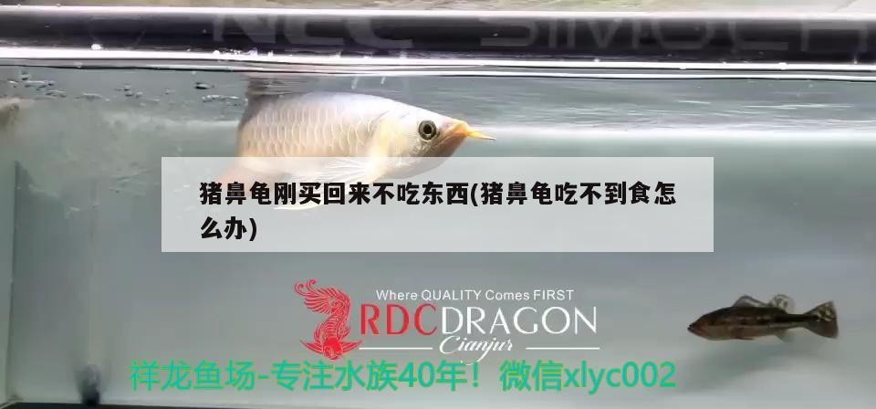 豬鼻龜剛買回來不吃東西(豬鼻龜吃不到食怎么辦)