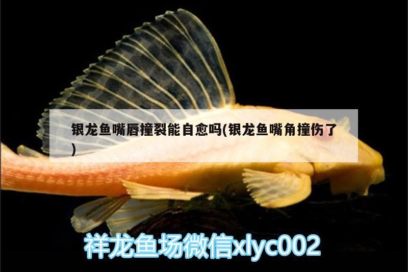 銀龍魚嘴唇撞裂能自愈嗎(銀龍魚嘴角撞傷了)