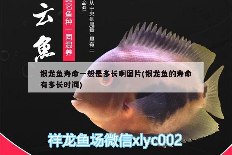 銀龍魚壽命一般是多長啊圖片(銀龍魚的壽命有多長時間)