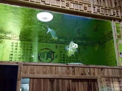 怎么看是不是泰虎：如何識別泰虎