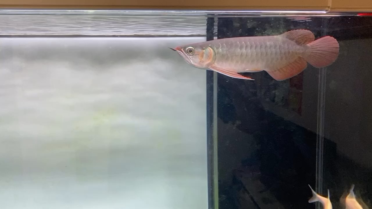 傍晚來一發 傍晚來一發 虎魚百科 第1張