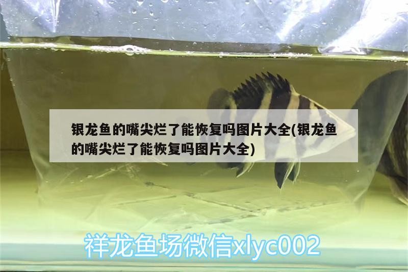 銀龍魚的嘴尖爛了能恢復嗎圖片大全(銀龍魚的嘴尖爛了能恢復嗎圖片大全)