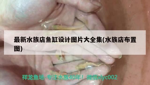 最新水族店魚缸設計圖片大全集(水族店布置圖) 最新水族店魚缸設計圖片大全集(水族店布置圖) 魟魚百科