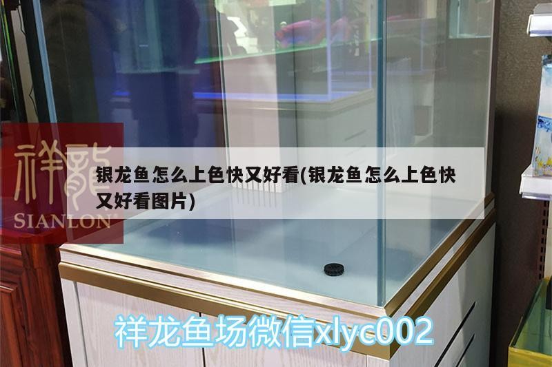 銀龍魚怎么上色快又好看(銀龍魚怎么上色快又好看圖片)