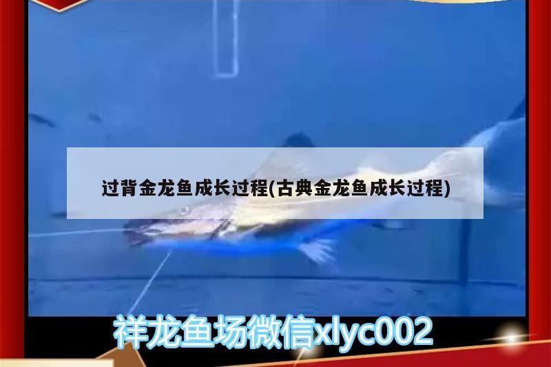 過(guò)背金龍魚(yú)成長(zhǎng)過(guò)程(古典金龍魚(yú)成長(zhǎng)過(guò)程)