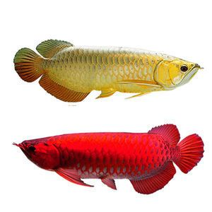 紅龍魚都是過背嗎：關于紅龍魚過背的一些詳細信息