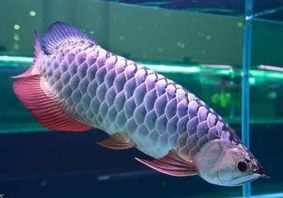 紅龍魚都是過背嗎：關于紅龍魚過背的一些詳細信息