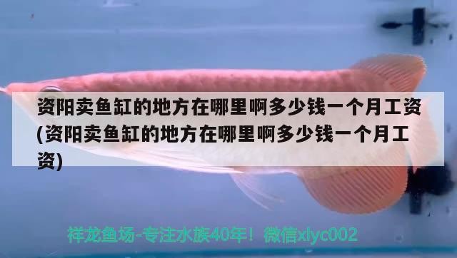 資陽賣魚缸的地方在哪里啊多少錢一個月工資(資陽賣魚缸的地方在哪里啊多少錢一個月工資)