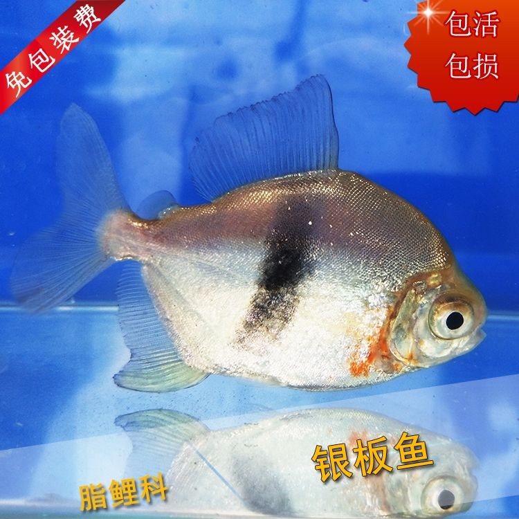 虎紋銀板魚的飼養技巧虎紋銀板魚的飼養技巧虎紋銀板魚：虎紋銀板魚與其他常見的銀板魚的區別